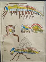 Lehrtafel Nr. 3 Arthropoda- Gliederfüssler  Lips #F2