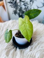 Alocasia Micholitziana Frydek Mint Baby