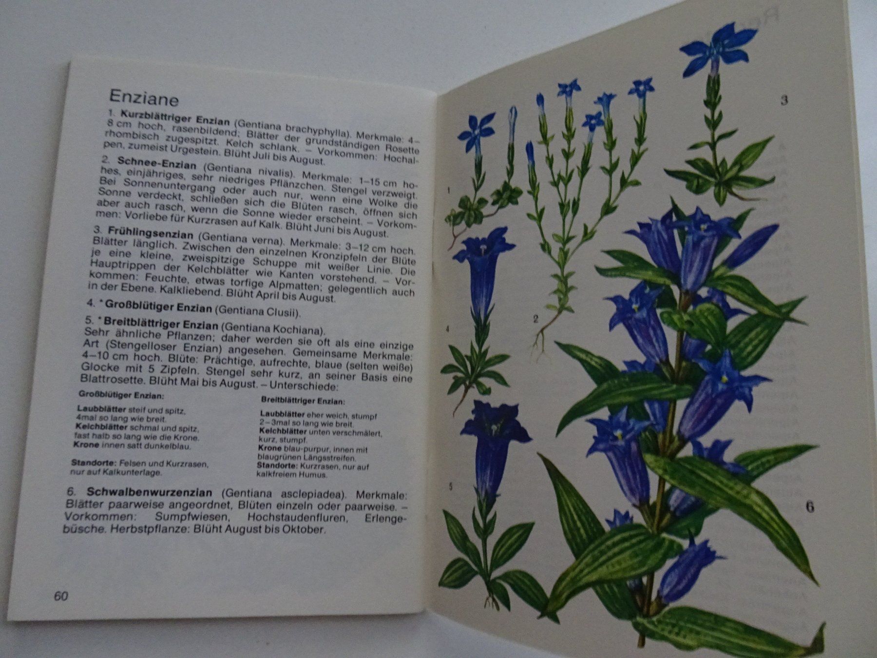 Libri: Alpenblumen - Walter Rytz – Usato da Winkel venduto da rsuzh 4