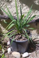 Prächtige Yucca-Palme im Topf - Perfekt für den Sommergarten
