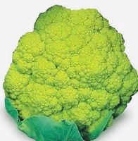 30  Samen Grüner Blumenkohl Chou-Fleur vert MACERATA