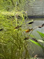 Molly Zierfische (Poecilia sphenops)