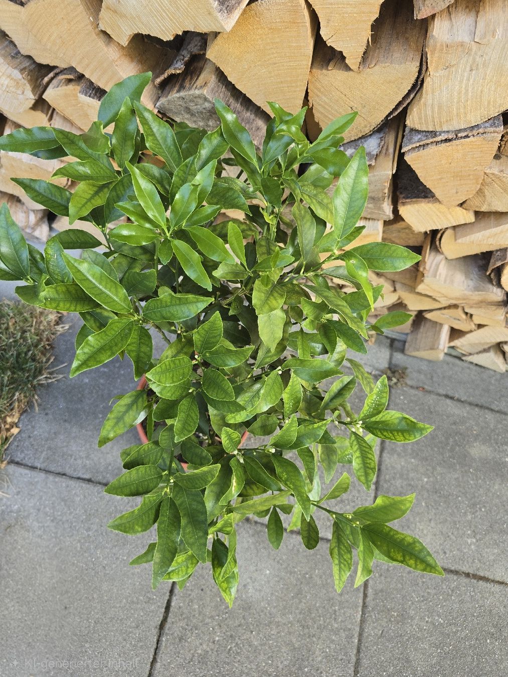 Pflanzen & Samen: Kumquat Stämmchen – Gebraucht aus Aarburg von popkorn65 4