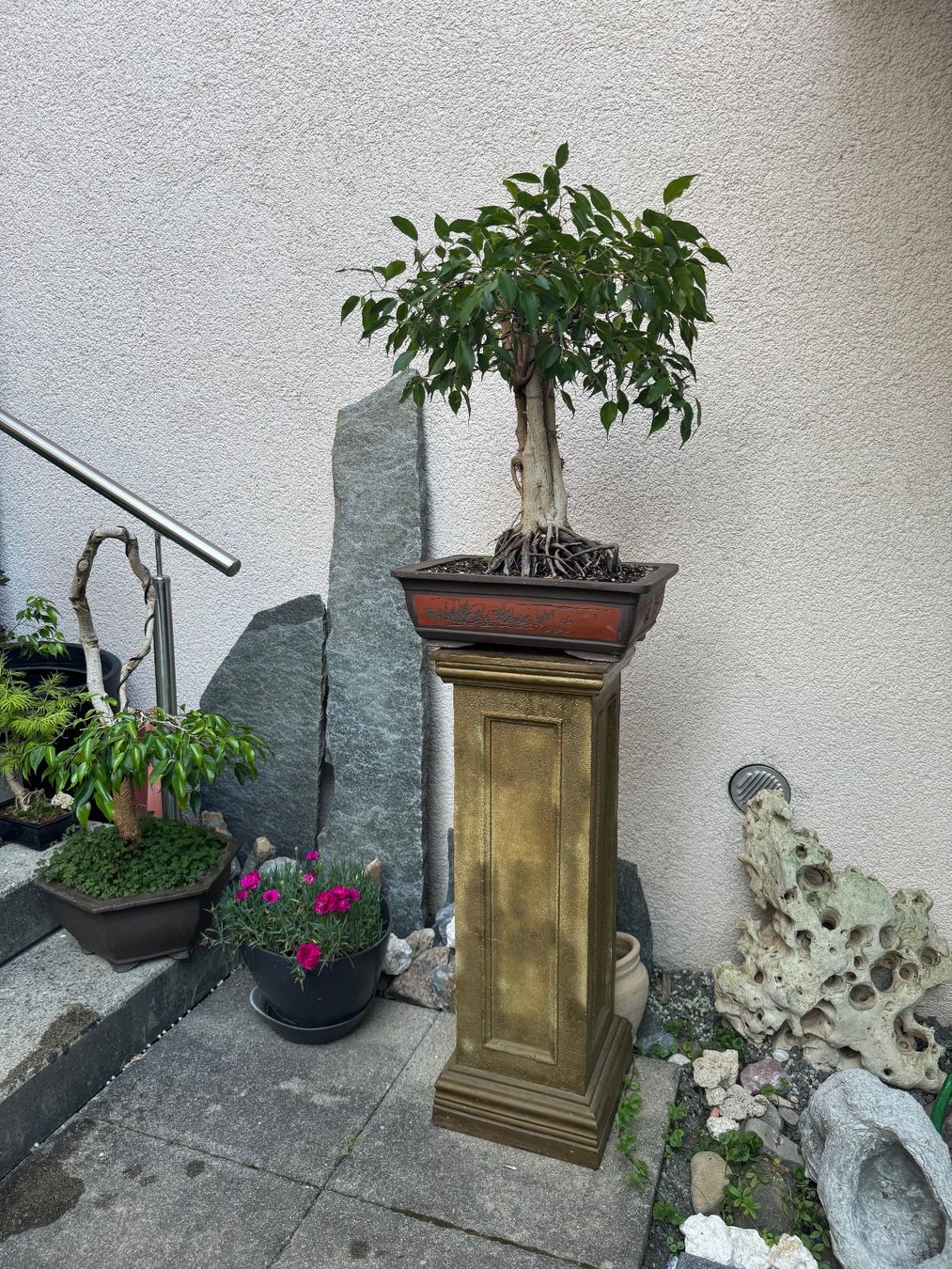 Ficus Bonsai Gross Formal (Gebraucht) in Rmlang fr CHF 750  nur Abholung  auf Ricardo kaufen