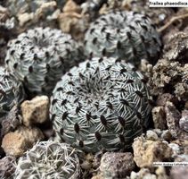 Kaktussamen / Frailea phaeodisca