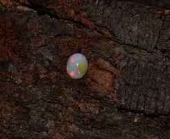 Natural Ethiopian Wello Fire Opal Cabochon Gemstone 7X9mm