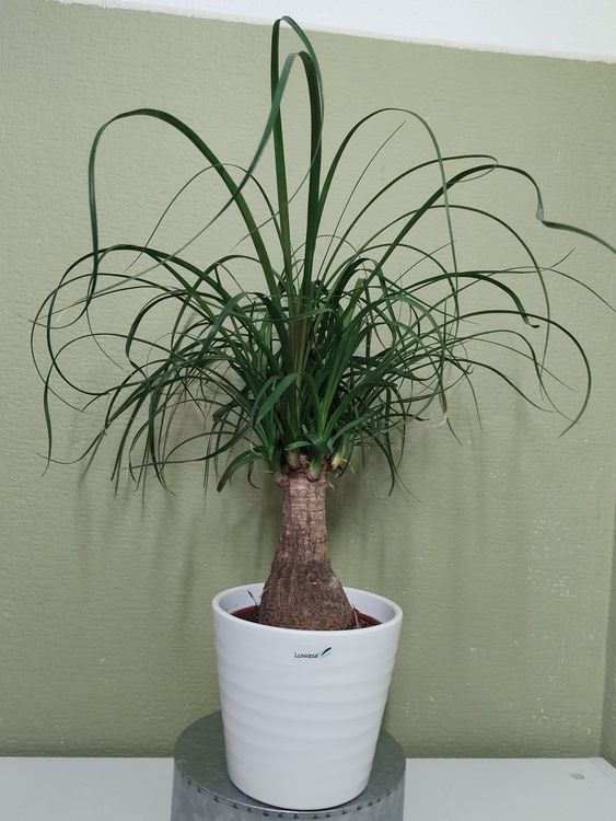 Elefantenfuß Zimmerpflanze (Beaucarnea Recurvata) – Pflegeleicht, Wassersparend