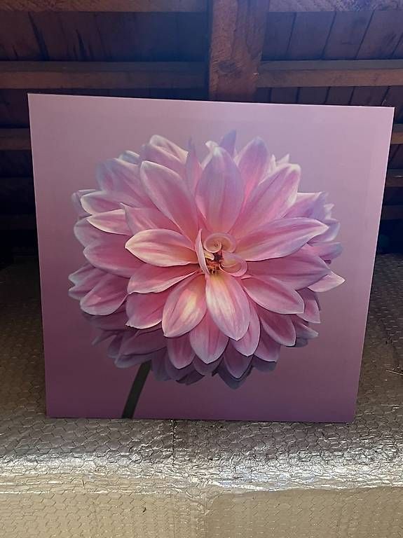 Foto & Immagini: Schönes Bild Blume 60cm – Usato da Zürich venduto da Niecy