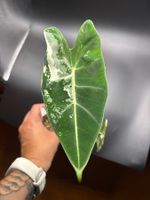 Alocasia micholitziana Frydek Albo Variegata (2-10)
