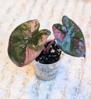 Alocasia Yucatan Princess Pink Variegata