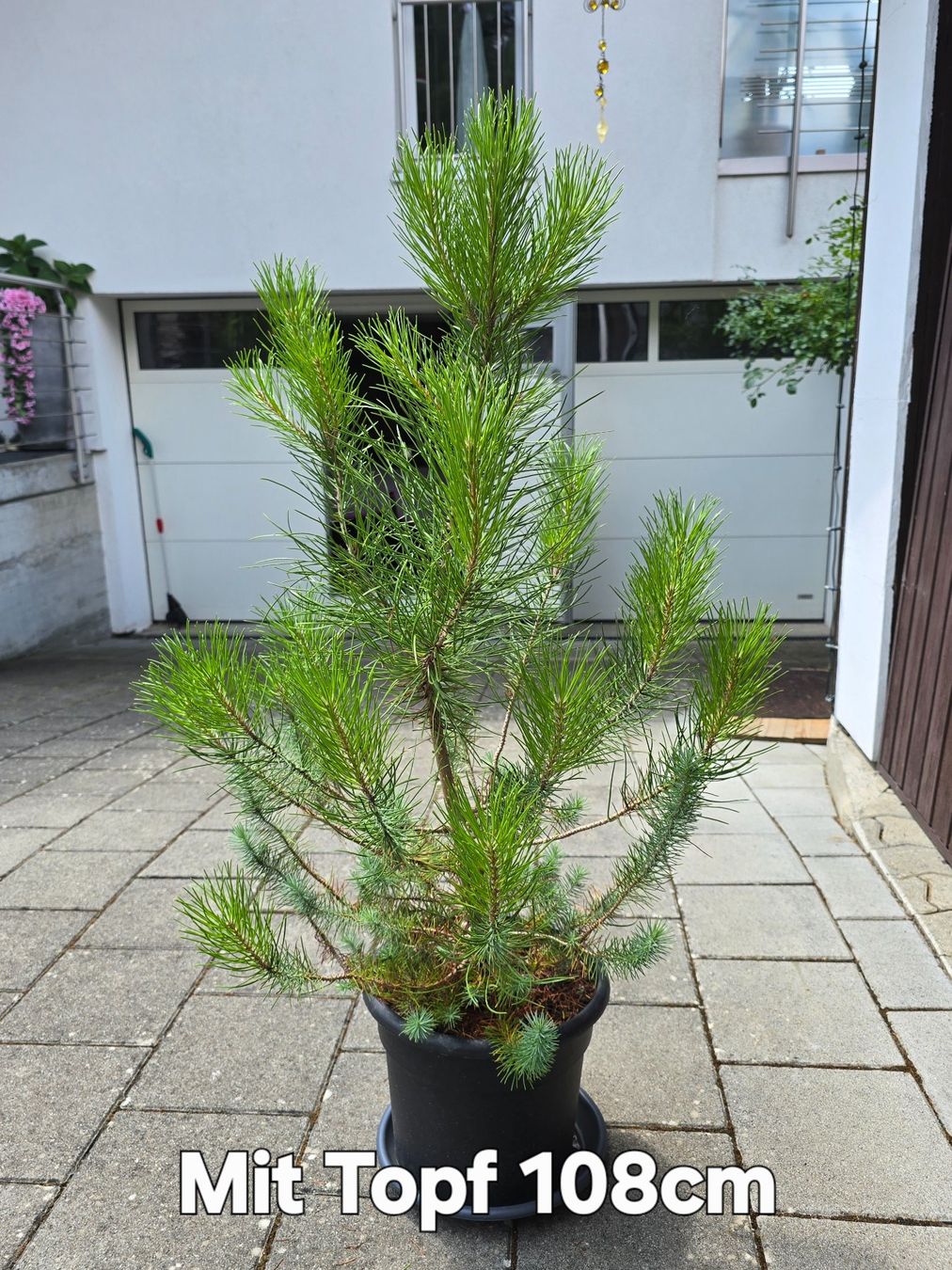 Pflanzen & Samen: Pinus silver crest 🌲 – Gebraucht aus Aarburg von popkorn65