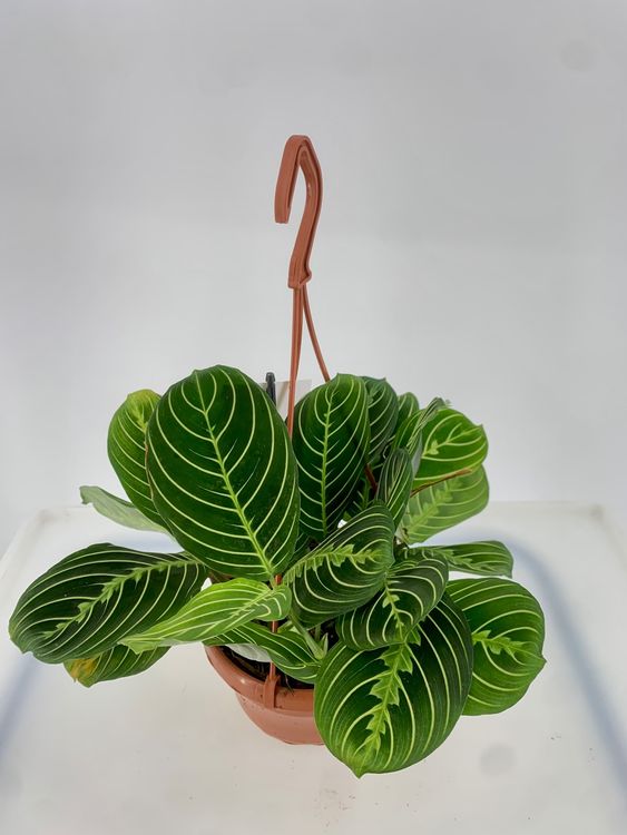 Maranta Leuconeura 'Lemon Lime' – Limettengrüner Pfeilwurz Im 12 Cm Topf | Korbmarante Als Pflegeleichte Blattschmuckpflanze