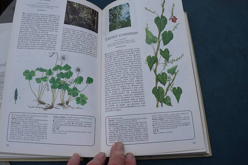 Libri: Planzen Medi Buch – Usato da Brügg BE venduto da Aristotolius 2