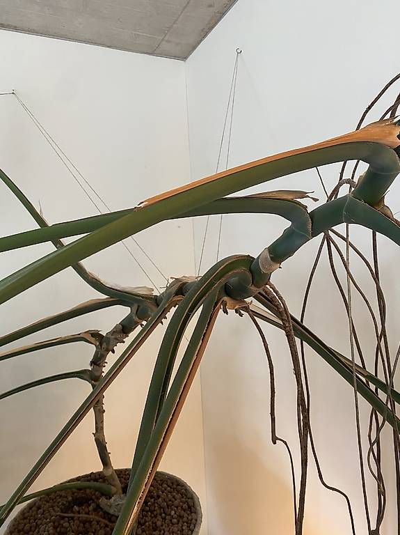 Piante & sementi: Monstera XXL – Usato da Zürich venduto da dudeli83 2