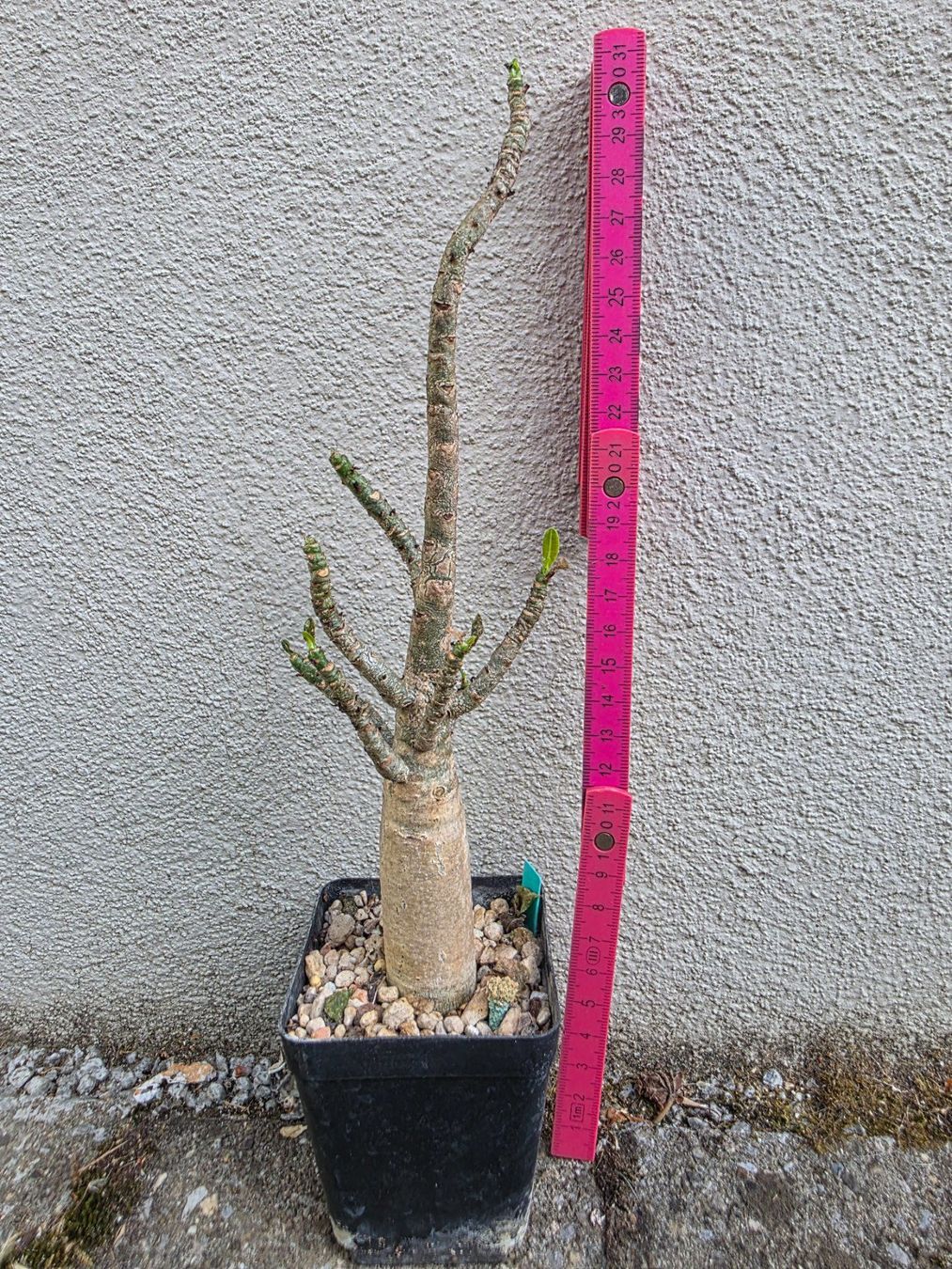 Piante & sementi: Adenium arabicum "Black Hawk" / Wüstenrose – Usato da Thalheim venduto da silvara01 5