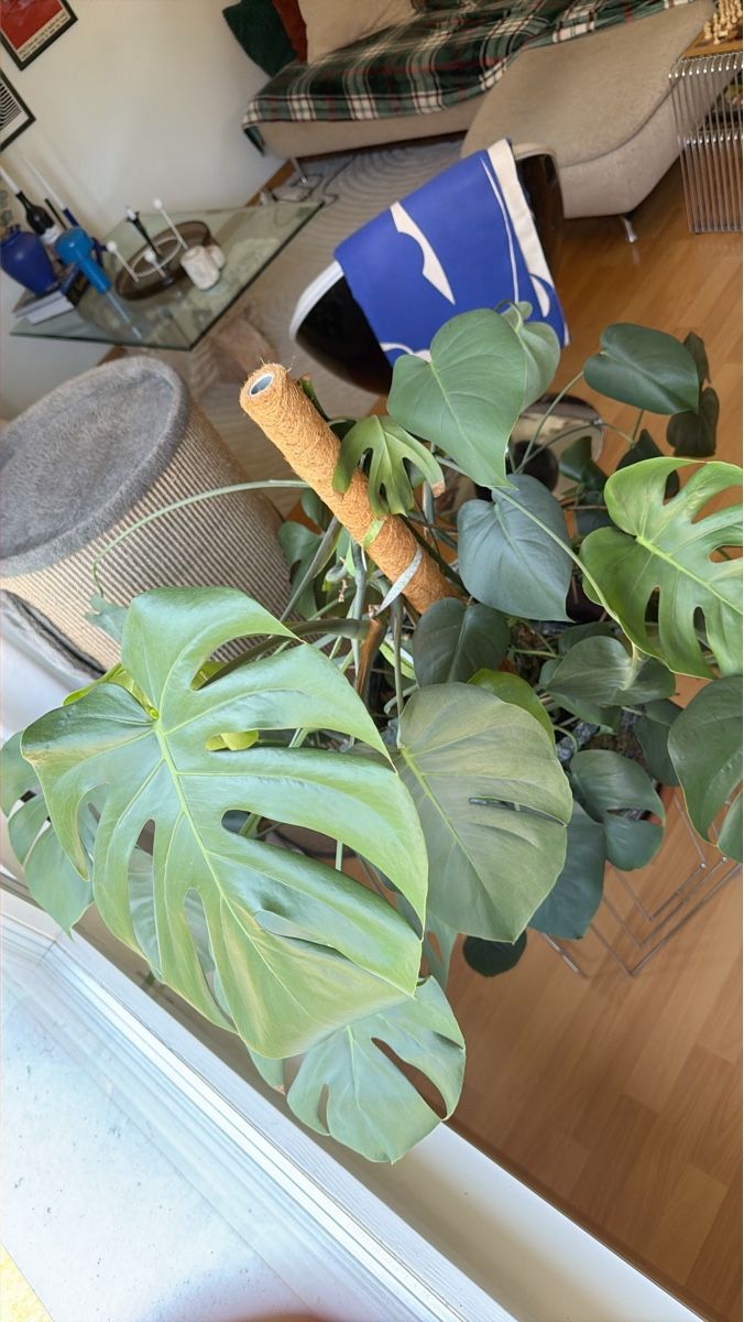 Piante & sementi: Monstera Deliciosa Pflanze gross – Usato da Adlikon b. Regensdorf venduto da JennyWeber01 1