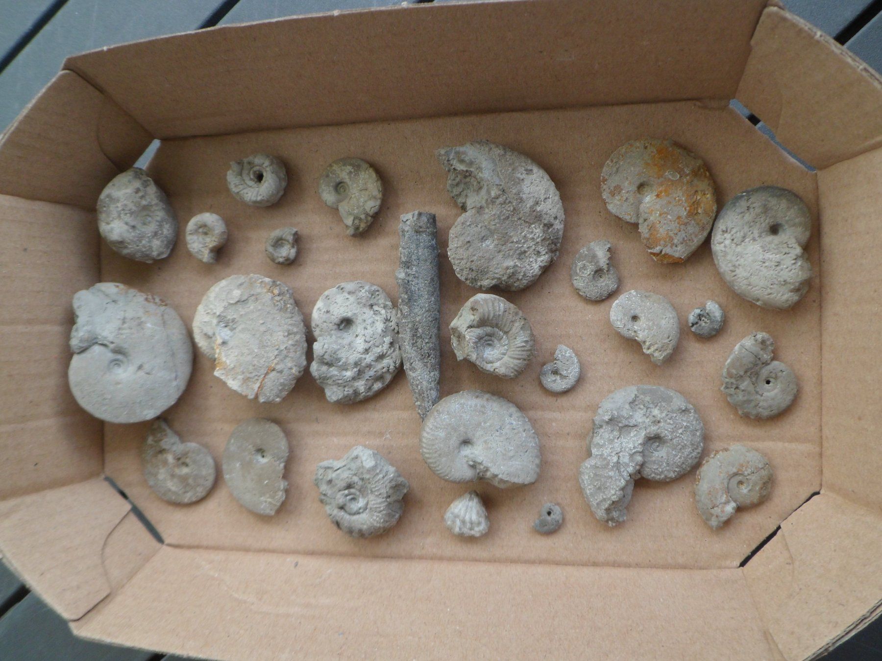 Fossili: Kleine Fossilien Sammlung Schweiz – Usato da Affoltern am Albis venduto da Fossil60