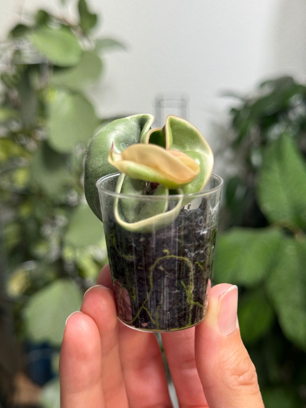 Pflanzen & Samen: Hoya compacta albomarginata ✨ – Neu (gemäss Beschreibung) aus Bachenbülach von ilawega 1