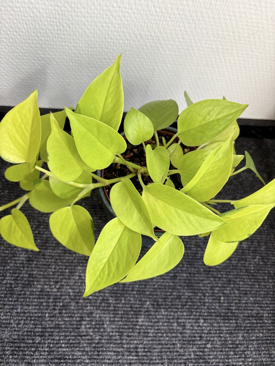 Pflanzen & Samen: Epipremnum aureum 'Neon' – Neon Pothos – Gebraucht aus Alpnach Dorf von lisa_plants