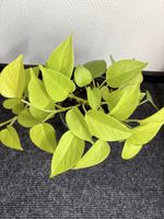 Epipremnum aureum 'Neon' – Neon Pothos
