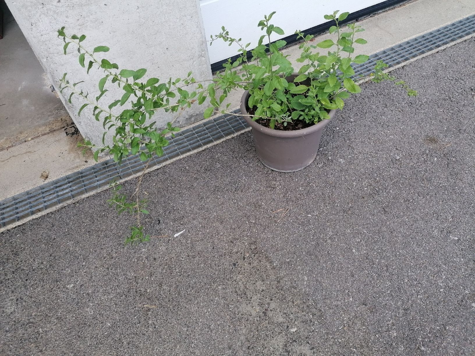 Plantes & graines: Goji autofertile, wolfberry, Lycium, Lycium barbarum – D'occasion à Le Mont-Pèlerin par dundun1