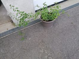 Goji autofertile, wolfberry, Lycium, Lycium barbarum