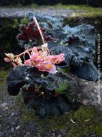 Begonia Royal Velour - für alle schwarze "gothic" plant fans