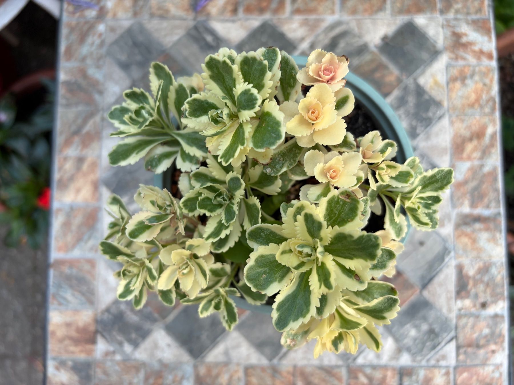 Piante & sementi: Fettblatt - Sedum takesimense "Atlantis" variegata – Nuovo (secondo la descrizione) da Winterthur venduto da Aniger 5