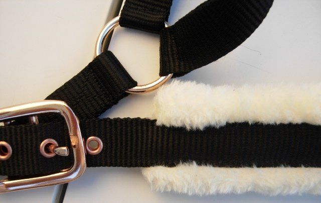 Briglie & Cavezze: Stallhalfter von Showmaster für Warmblut – Nuovo (secondo la descrizione) da Dübendorf venduto da rumpumpel 2