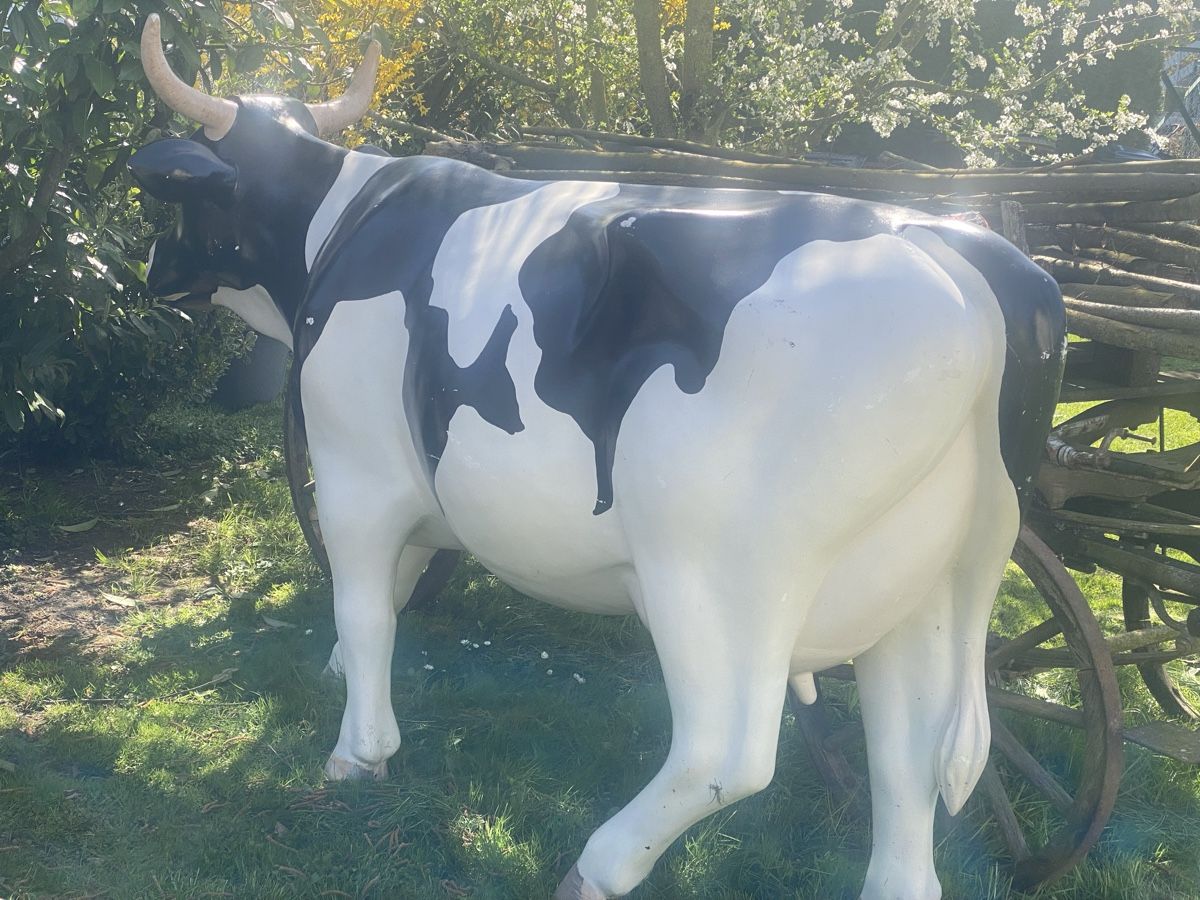 Tutte le decorazioni: Kuh lebensgross, Milchkuh Rind-679 – Usato da Recherswil venduto da paulchen09 9