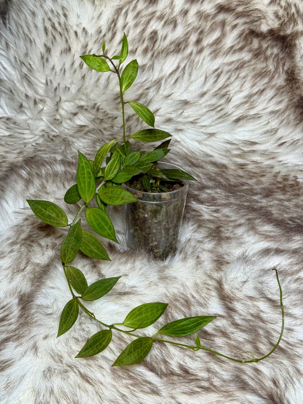Piante & sementi: Hoya Microdwarf NS 12-323 – Nuovo (secondo la descrizione) da Bachenbülach venduto da ilawega
