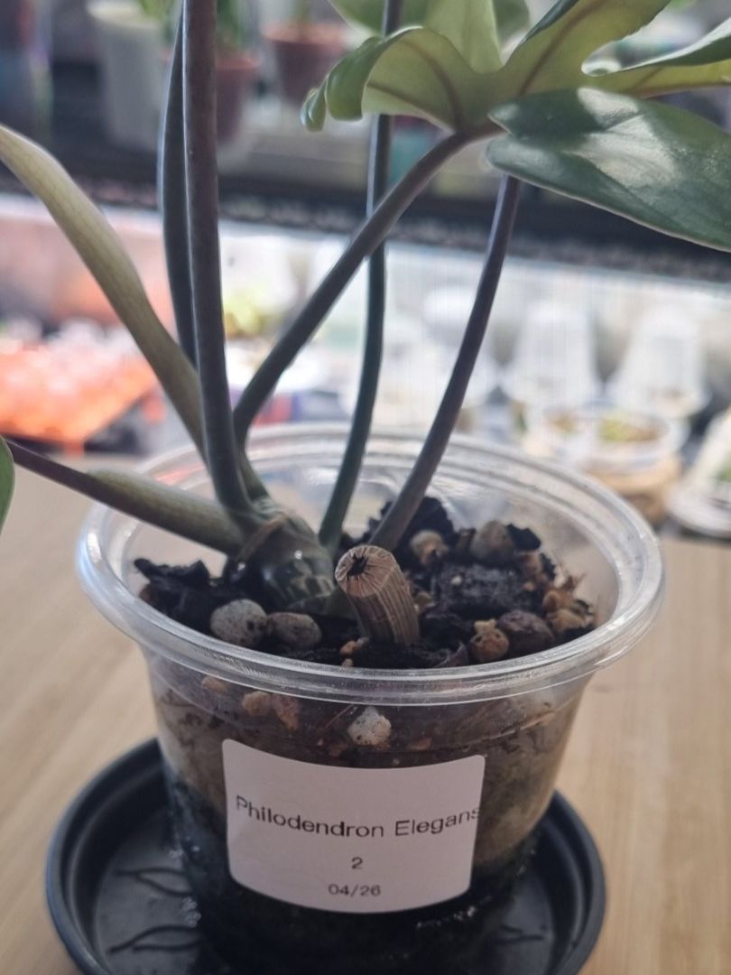 Plantes & graines: 🌿Philodendron Elegans - Größe S – Neuf avec emballage d'origine à Wallenwil par LadyLeaf_Ellis1 2