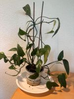 Epipremnum Pinnatum Albo Variegata.oohne Übertopf  (Je)