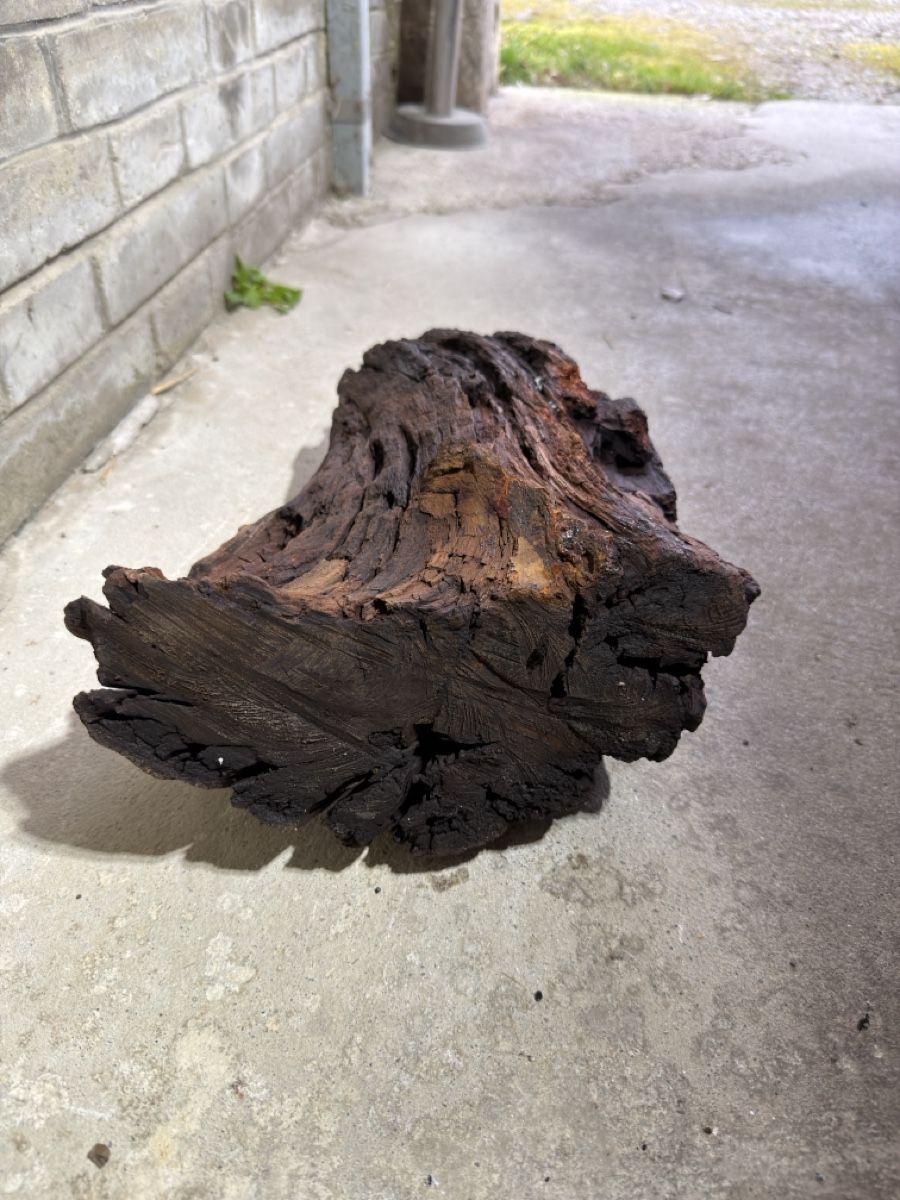 Articoli in legno: Mangrovenholz Aquarium – Usato da Rudolfingen venduto da levinkuendig11 5