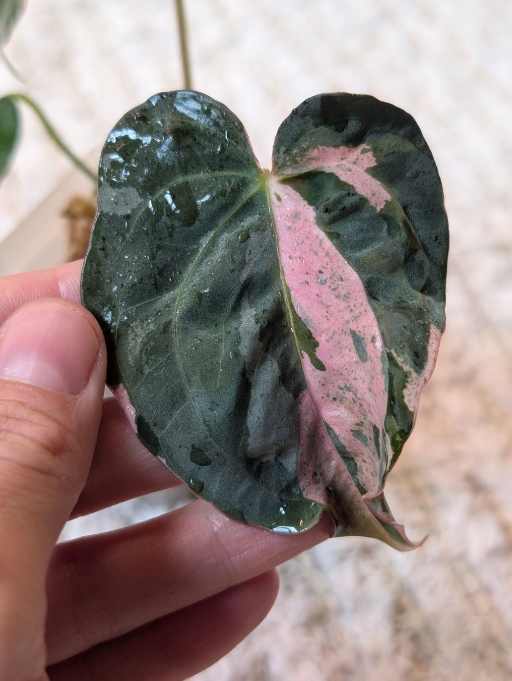 Piante & sementi: Anthurium Hot Barbie Pink Variegata – Nuovo (secondo la descrizione) da Faulensee venduto da plantmama 2