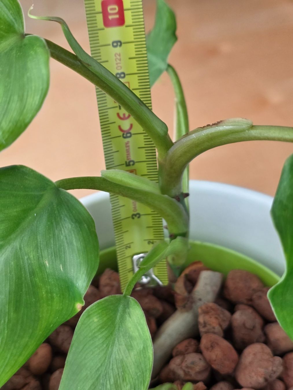 Pflanzen & Samen: 🌿 Philodendron Domesticum – Gebraucht aus BERN von kre_tb2n 2