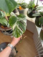 Monstera Ableger Variegata - Seltene Schönheit für Zuhause