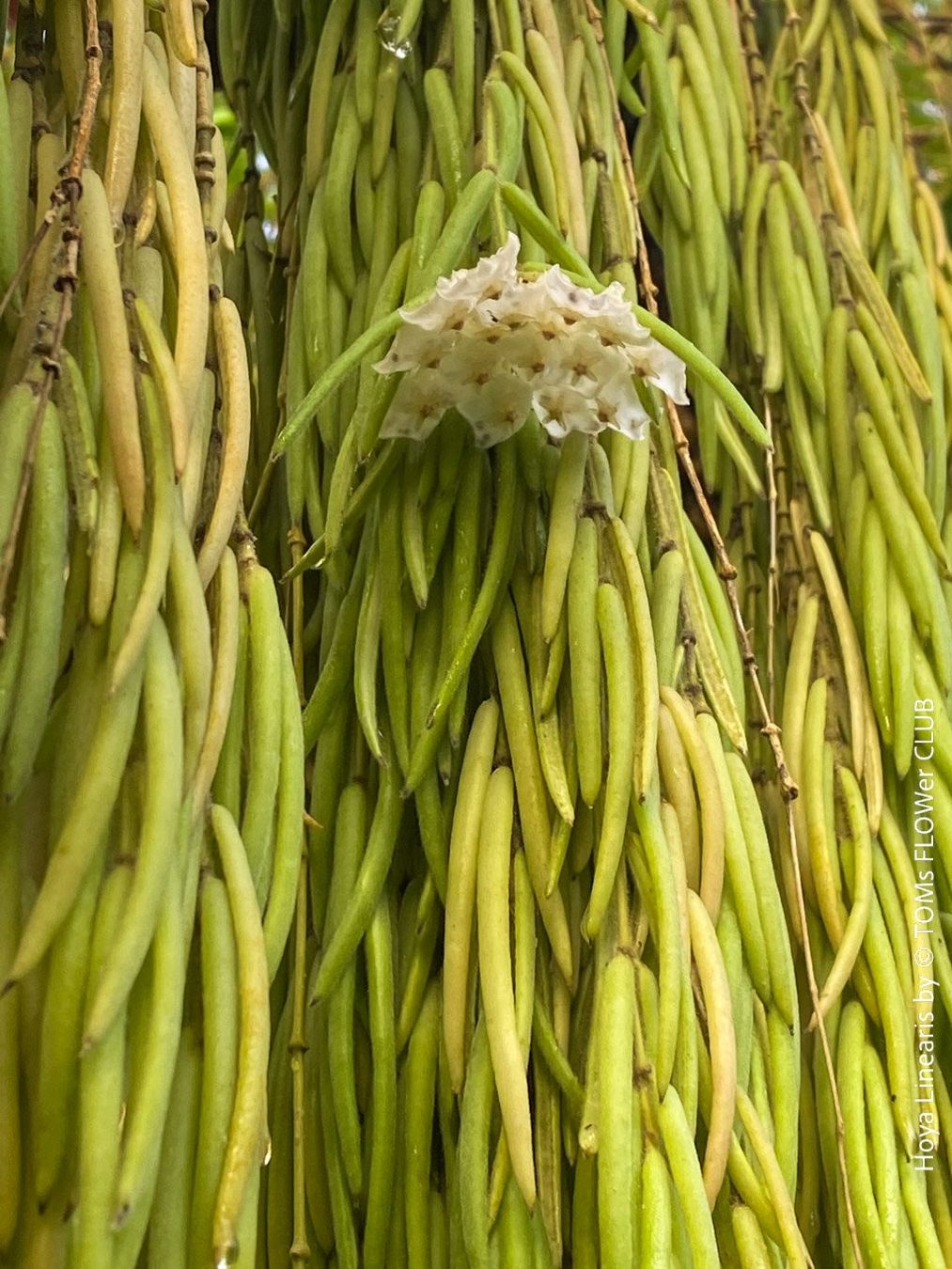 Piante & sementi: Hoya Linearis - leicht und sehr elegant – Nuovo e nell'imballaggio originale da Adliswil venduto da TAKEYOURPLANT 2