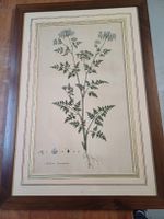 ancienne grande gravure de botanique