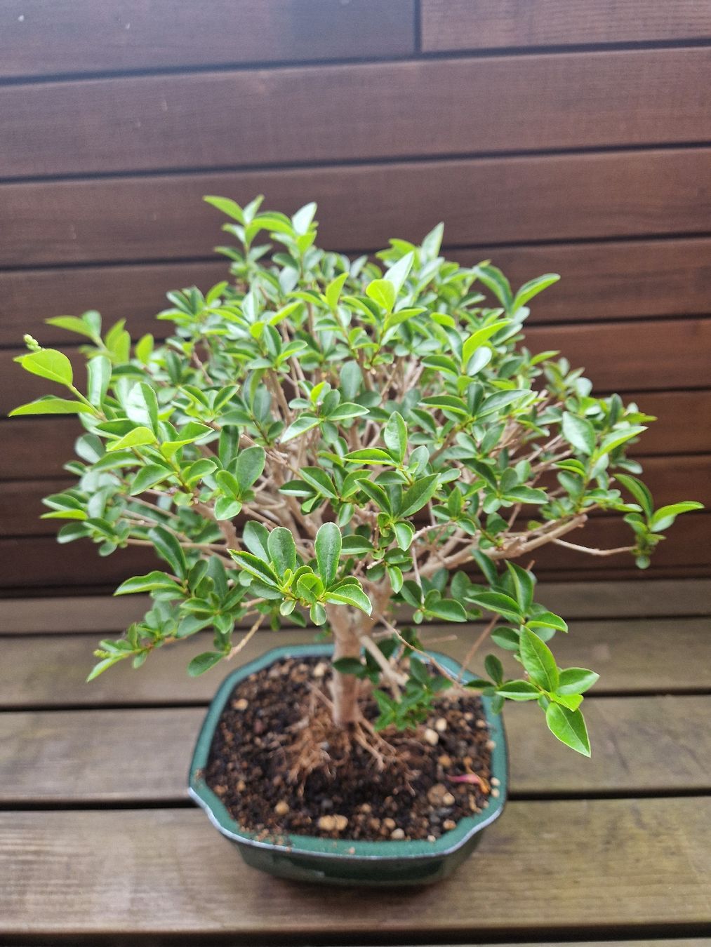Piante & sementi: Bonsai Liguster – Nuovo (secondo la descrizione) da Baden venduto da georges5442 2