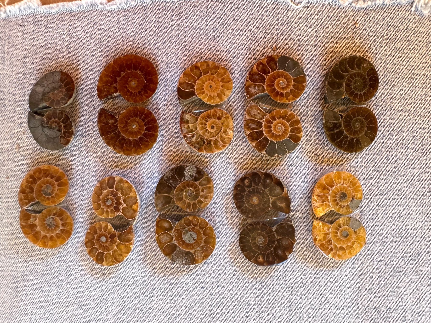 Fossilien: Ammoniten   - 10 Paar klein!, top poliert - lässige Sammlung – Neu und originalverpackt aus Leuggern von gemshow 6