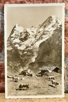 MÜRREN - Landschaft & Kühe - Berner Oberland