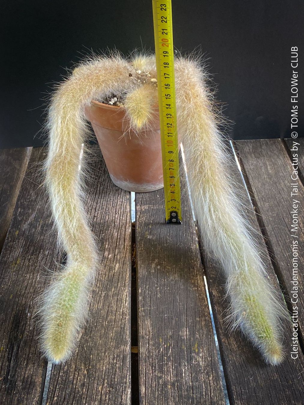 Plantes & graines: Cleistocactus Colademononis - Affenschwanzkaktus rot blühend – Neuf avec emballage d'origine à Adliswil par astom369 4