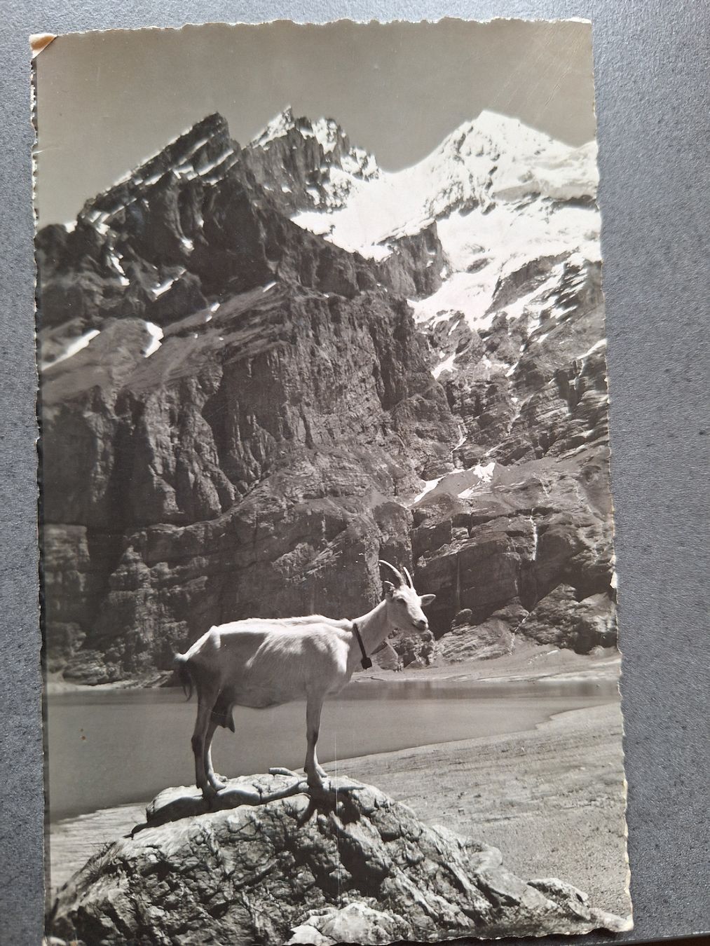 Cartoline postali: Hotel Oeschinensee bei Kandersteg – Usato da Balgach venduto da SIMEON27