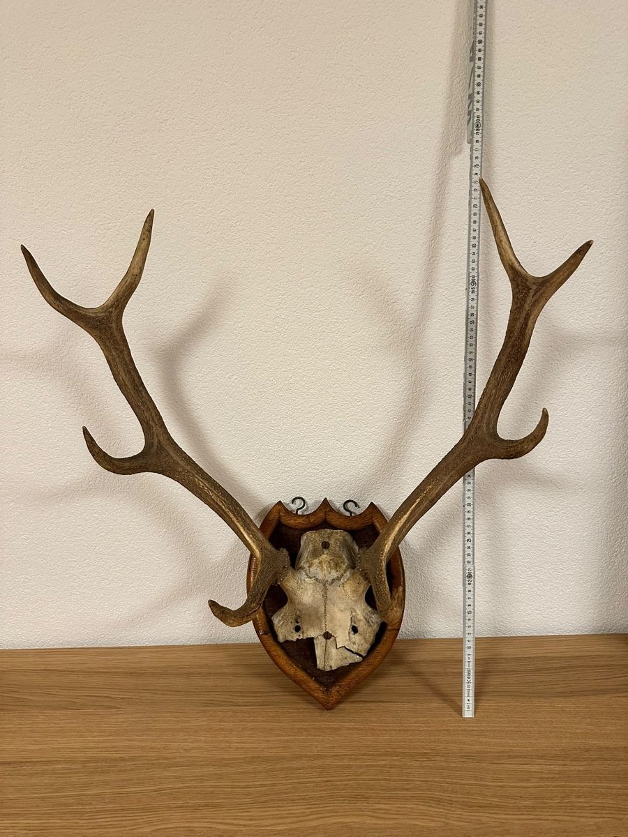 Monde des animaux: Echtes Hirschgeweih auf Holzschild Jagdtrophäe ca. 75 cm – D'occasion à Langnau am Albis par Citabelle