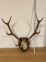 Echtes Hirschgeweih auf Holzschild Jagdtrophäe ca. 75 cm