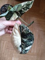Alocasia dragon scale albo variegata Rhizom