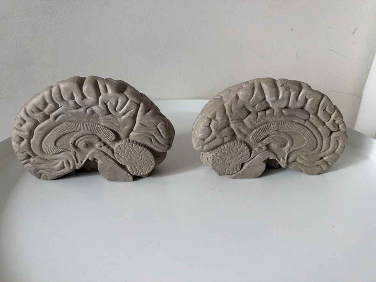Altro in Decorazioni & Accessori: Concrete anatomical brain bookends – Nuovo (secondo la descrizione) da Zürich venduto da car_nq52 2