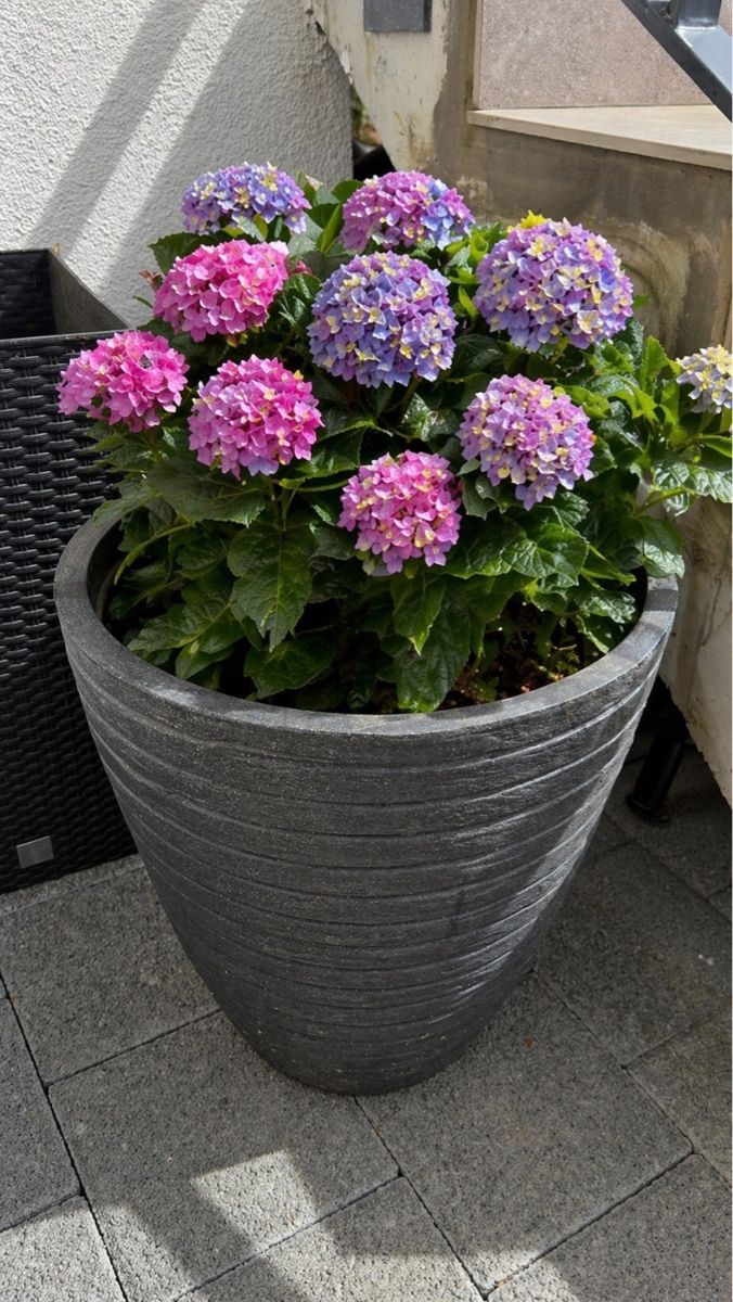 Vasi per fiori: Rattan Blumentopf – Usato da Stein AG venduto da Sepideh_ataie 1