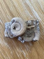 Ammoniten auf Matrix – mehrere Fossilien – ca. 6 × 4 cm